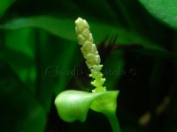 /album/coltivazione-in-emerso/anubias-barteri-barteri-4-c-jpg1/